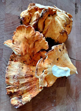 Load image into Gallery viewer, Chicken of the Woods - FRESH.