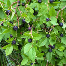 Load image into Gallery viewer, Frozen Huckleberry berries 2lbs pouch.