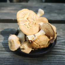 Load image into Gallery viewer, Fresh Hedgehog Mushroom.