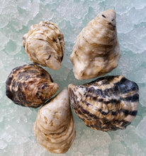 Load image into Gallery viewer, Kusshi Oysters