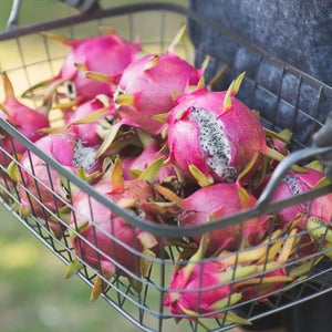 Pitahaya has become increasingly popular in recent years due to its unique appearance and numerous health benefits