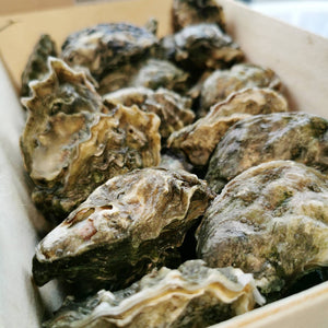 live Kumomoto oysters