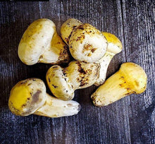 Load image into Gallery viewer, Matsutake price 2023