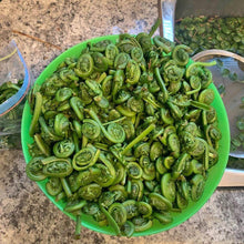Load image into Gallery viewer, Fiddlehead Ostrich Ferns.