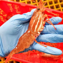 Load image into Gallery viewer, Large pacific prawns sweet shrimp
