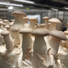 Load image into Gallery viewer, local organic mushroom