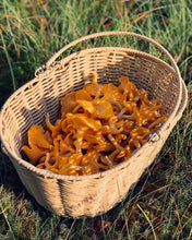 Load image into Gallery viewer, buy mushrooms online