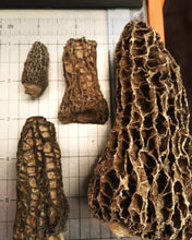 Load image into Gallery viewer, Morilles Séchées