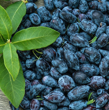 Load image into Gallery viewer, Blue Honeysuckle Berry Syrup