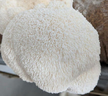 Load image into Gallery viewer, buy mushrooms Toronto