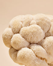 Load image into Gallery viewer, Tasty Wild mushroom Toronto