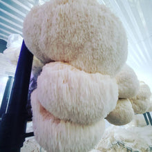 Load image into Gallery viewer, Vancouver gourmet mushroom