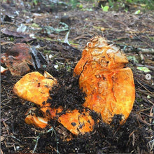 Load image into Gallery viewer, Lobster Mushroom - Dry.