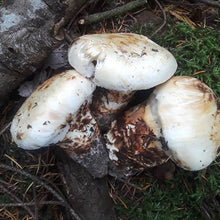 Load image into Gallery viewer, Mushrooms in season
