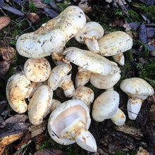 Load image into Gallery viewer, Buy wild mushrooms Pacific wild pick