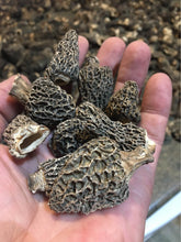 Load image into Gallery viewer, Gift morel mushroom