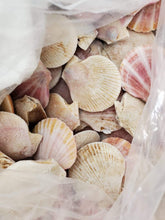 Load image into Gallery viewer, Pacific Queen Scallops.