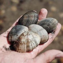 Load image into Gallery viewer, Hand Picked Manila Clams.