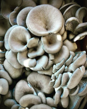 Load image into Gallery viewer, local organic wild seafood