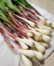 Load image into Gallery viewer, wild ramps