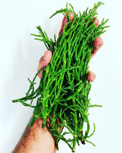 Load image into Gallery viewer, Wild Salicornia near me