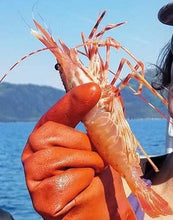 Load image into Gallery viewer, Whole Spot Prawns.