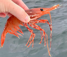 Load image into Gallery viewer, Whole Spot Prawns.