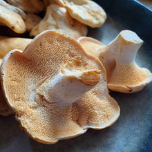 Load image into Gallery viewer, Fresh Hedgehog Mushroom.