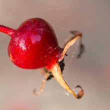 Load image into Gallery viewer, Rosehip wild harvest