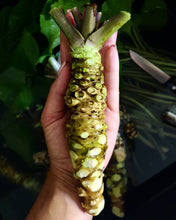 Load image into Gallery viewer, Wasabi fresh harvest