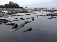 Load image into Gallery viewer, Seaweed Flakes or Fronds Canadian Wild.