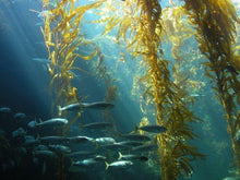 Load image into Gallery viewer, Seaweed Flakes or Fronds Canadian Wild.
