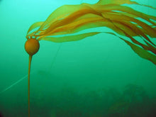 Load image into Gallery viewer, Seaweed Flakes or Fronds Canadian Wild.