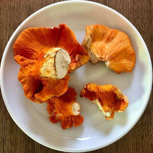 Load image into Gallery viewer, Lobster Mushroom - Dry.