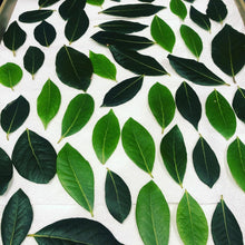 Load image into Gallery viewer, Bay Leaf- Wild Hand Picked - Pacific Wild Pick