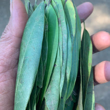 Load image into Gallery viewer, Bay Leaf- Wild Hand Picked - Pacific Wild Pick