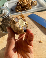 Load image into Gallery viewer, BLACK GARLIC WHOLE BULB FRESH - Pacific Wild Pick