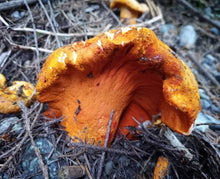 Load image into Gallery viewer, Lobster Mushroom - Dry.