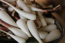 Load image into Gallery viewer, Ramps: Wild Leeks sustainable harvest.