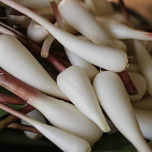 Load image into Gallery viewer, Ramp Bulbs - Wild leek bulbs sustainable harvest.