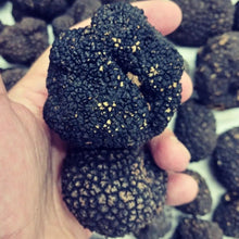 Load image into Gallery viewer, Burgundy Truffle (Tuber uncinatum) - Pacific Wild Pick