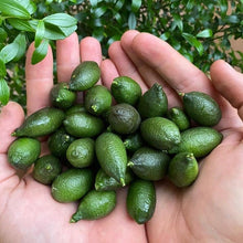 Load image into Gallery viewer, California Green Finger Limes - Pacific Wild Pick
