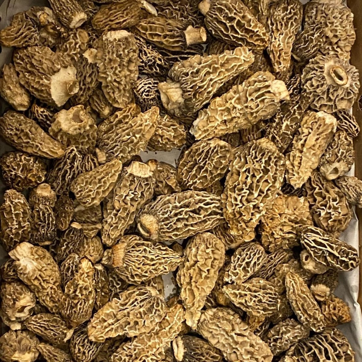 California Orchard Morel Mushrooms Pacific Wild Pick