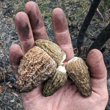 Load image into Gallery viewer, Canadian Fire Morel Mushrooms- Next Day Shipping - Pacific Wild Pick