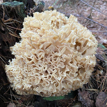 Load image into Gallery viewer, Cauliflower Mushroom - Fresh.