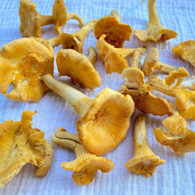 Load image into Gallery viewer, Chanterelle Mushrooms -Next Day Shipping - Pacific Wild Pick