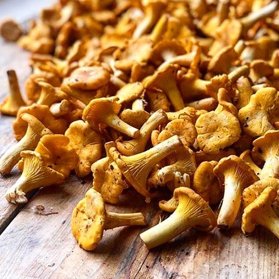 Wholesale Chanterelle Fresh Mushrooms Pacific Wild Pick