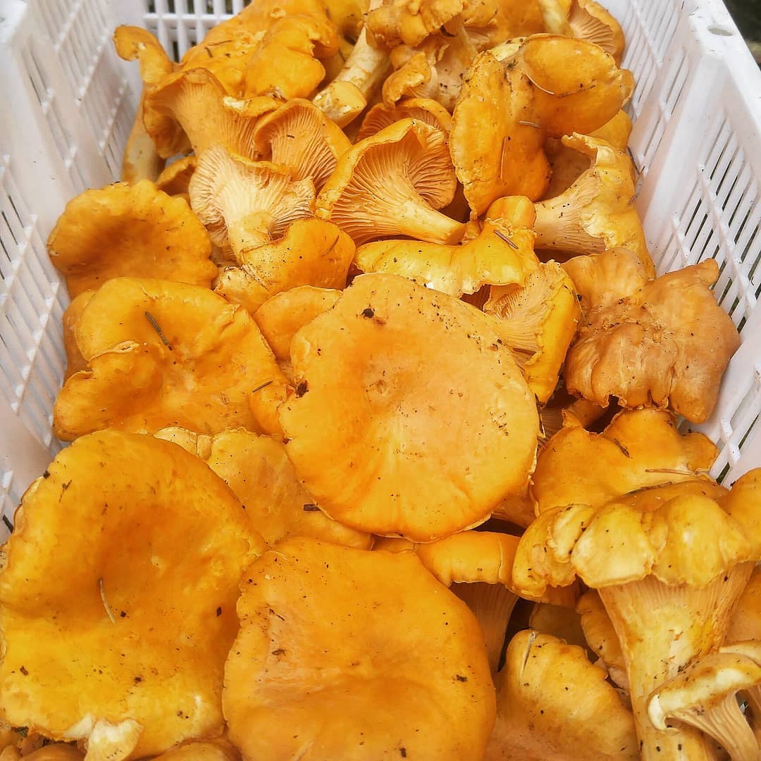 Bulk Wholesale Mushrooms