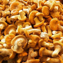 Load image into Gallery viewer, Golden Chanterelle Mushroom - Button Chanterelle.