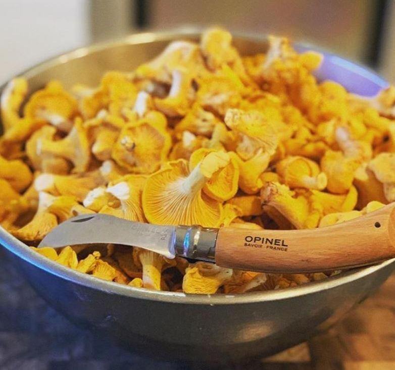 Fresh Chanterelle Mushrooms Pacific Wild Pick